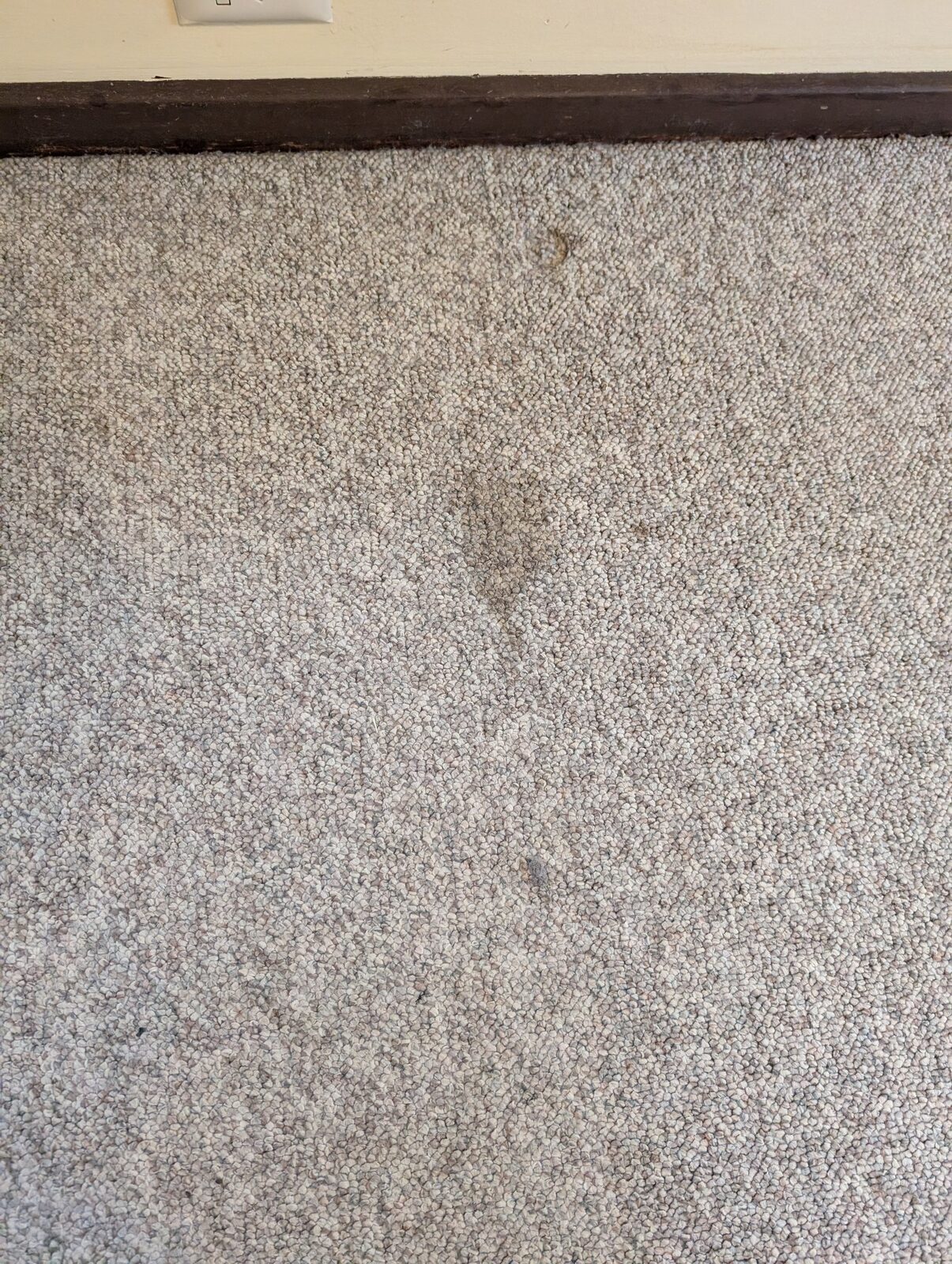 Carpet cleaning in a Canberra home