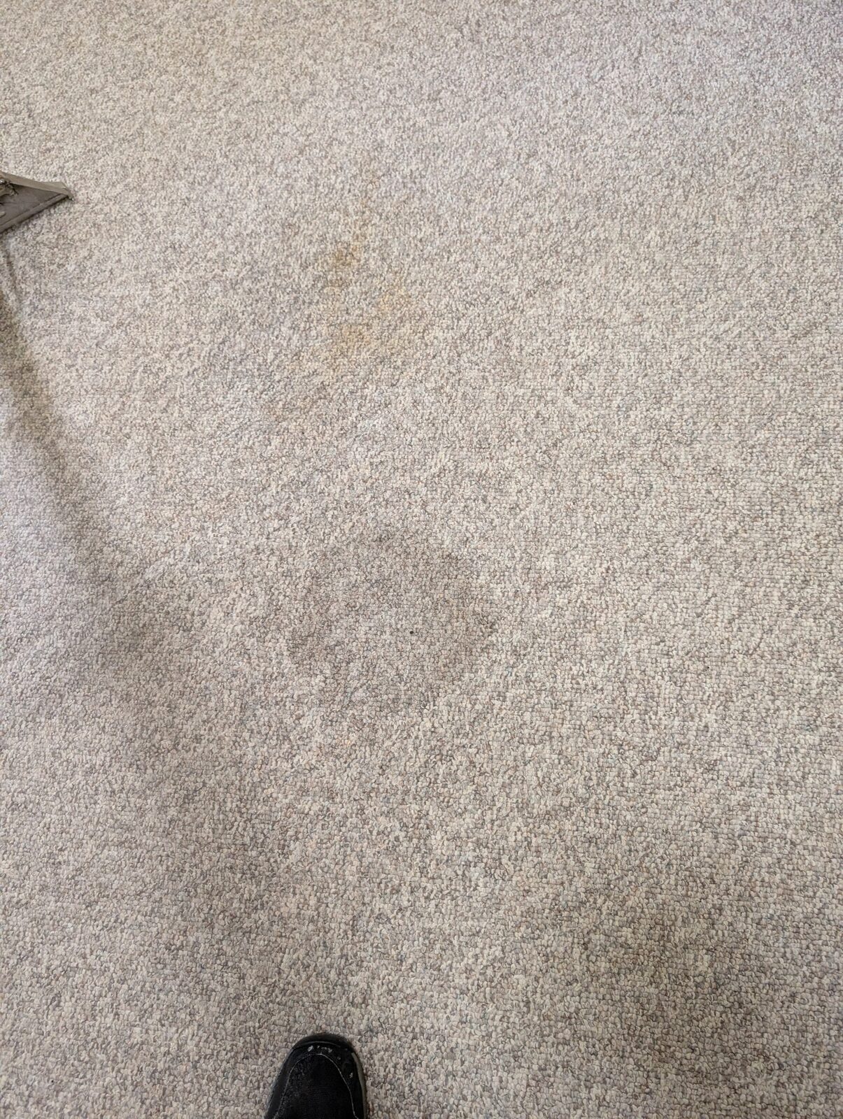 Professional carpet treatment in Canberra home with pets